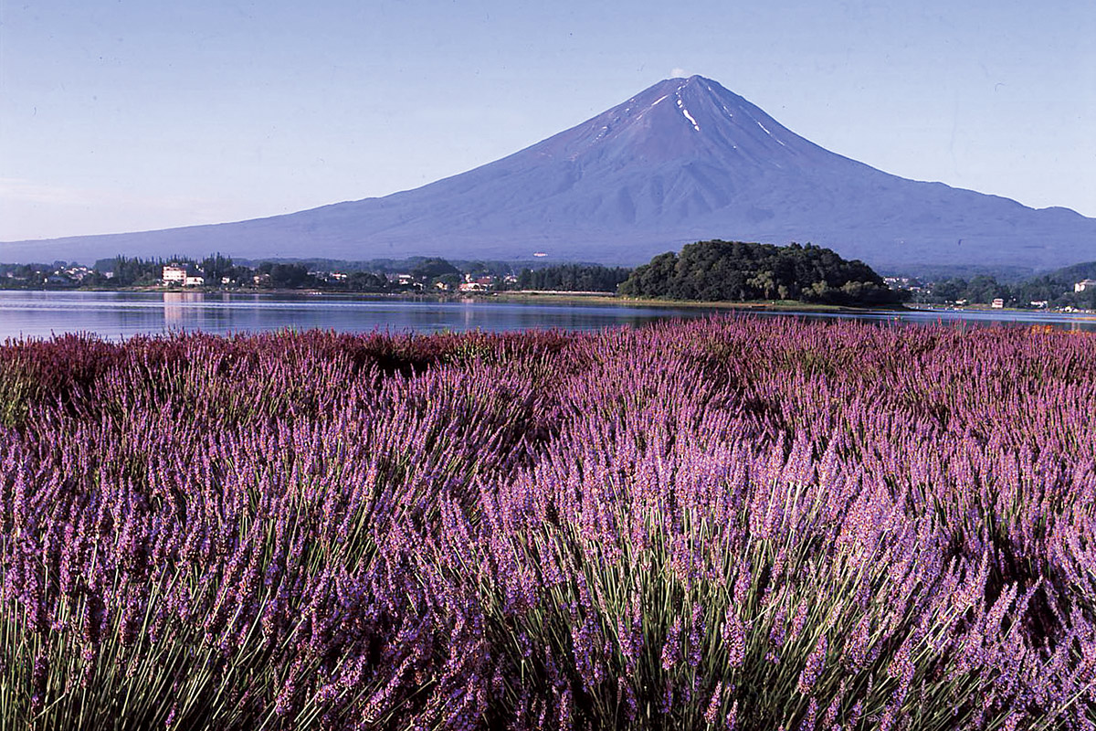 富士河口湖町 リフレッシュ山梨 Freshmap 山梨県の観光情報サイト